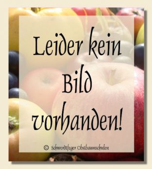 Zwetschgenbaum "Schönberger Zwetschge" - Zwetsche/Zwetschge - robuste Zwetschgensorte!