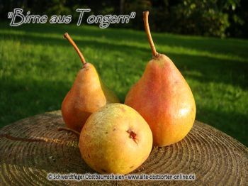 Birnenbaum, Herbstbirne "Birne aus Tongern"