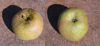 Apfelbaum, Winterapfel "Coulons Renette"