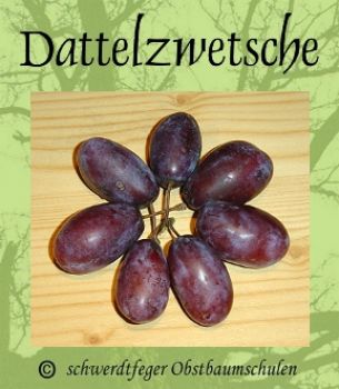 Zwerg-Zwetschgenbaum "Dattelzwetschge" (Zwetsche / Zwetschge)