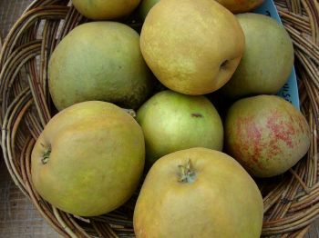 Apfelbaum, Winterapfel "Dronning Louise von Dänemark"