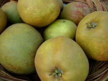 Apfelbaum, Winterapfel "Dronning Louise von Dänemark"
