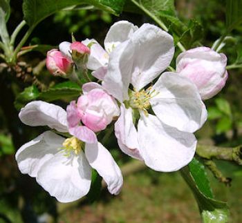 Herbstprinz´ Herbstprinz´ - Malus - - Ihr Zwergobst! Obstbaum-Shop! alte Obstsorten, www.alte-obstsorten-online.de Alte \'Finkenwerder Zwergapfelbaum, ´Finkenwerder Herbstapfel (Prinzenapfel), Apfelsorten