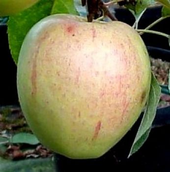 Apfelbaum, Winterapfel "Geflammter Kardinal"