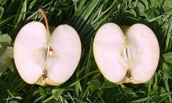 Apfelbaum, Winterapfel "Golden Delicious"