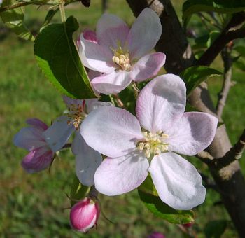Apfelbaum, Winterapfel "Golden Delicious"
