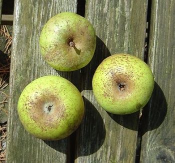 Apfelbaum, Winterapfel " Dithmarscher Goldpepping"