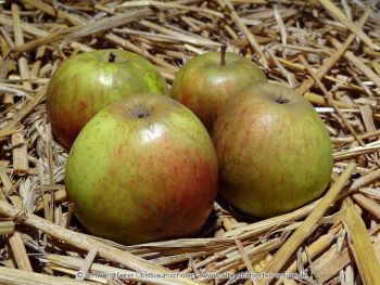 Apfelbaum, Winterapfel "Groths Später"