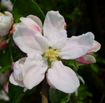 Apfelbaum, Winterapfel "Heider Küchenapfel"