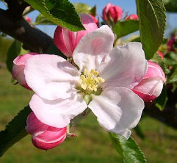 Alte Obstsorten, alte Apfelsorten - Ihr Obstbaum-Shop!  www.alte-obstsorten-online.de - Herbstapfel-Apfelbaum 'Holsteiner Cox'  (Malus 'Holsteiner Cox') - Apfelbaum-Shop!