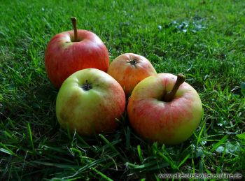 Apfelbaum, Herbstapfel 'James Grieve' (Malus 'James Grieve') - alte Apfelsorte!