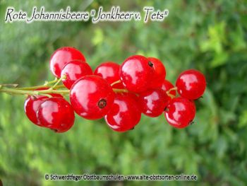 Rote Johannisbeere "Jonkheer van Tets" - Buschform/Strauchform