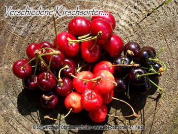 Kirschbaum, Süßkirsche "Sweet Star"