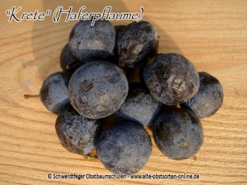 Pflaumenbaum, Pflaume "Krete/Kricke" (Haferpflaume)