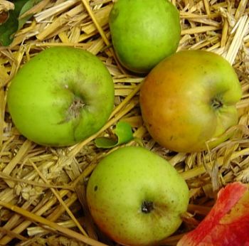 Apfelbaum, Winterapfel "Landsberger Renette"