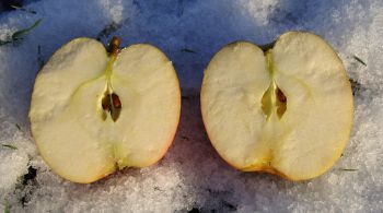 Apfelbaum, Winterapfel "Martini"