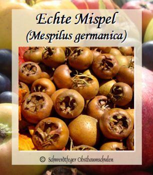 Mispelbaum, Mispilus germanica "Echte deutsche Mispel"