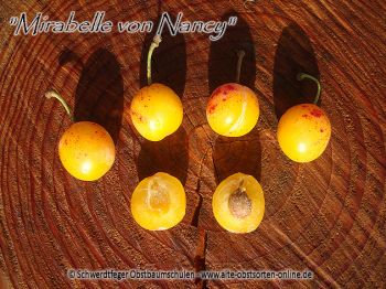 Zwergmirabelle / Zwergpflaume "Mirabelle von Nancy" - Zwergobstbaum!