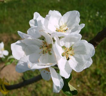 Apfelbaum, Winterapfel "Nathusius Taubenapfel"