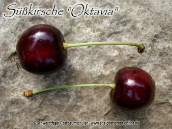 Kirschbaum, Süßkirsche "Oktavia"