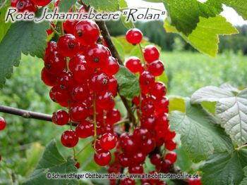 Johannisbeere "Rolan" - Johannisbeersorte als Buschform/Strauchform