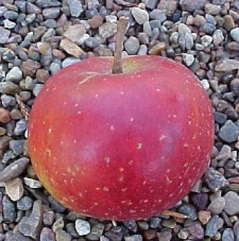Alte Obstsorten, alte Apfelsorten - Ihr Obstbaum-Shop!  www.alte-obstsorten-online.de - Apfelbaum, Herbstapfel \'Rote Sternrenette\'  - alte Apfelsorte!