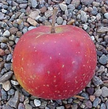 Sternrenette\' Alte \'Rote - Apfelsorten Obstsorten, Apfelsorte! - www.alte-obstsorten-online.de alte Obstbaum-Shop! alte Ihr Herbstapfel Apfelbaum, -