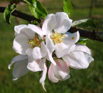 Apfelbaum, Winterapfel "Roter Winterpison"