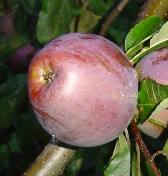 Apfelbaum, Winterapfel "Roter Winterpison"
