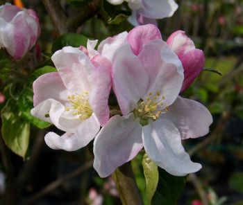 Apfelbaum, Winterapfel "Stahls Winterprinz"