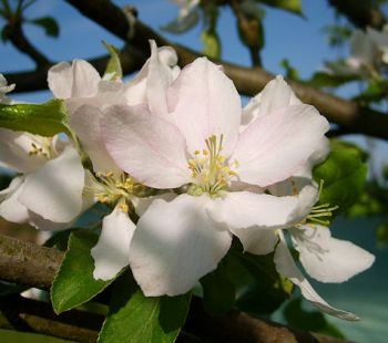 Apfelbaum, Winterapfel "Stina Lohmann"