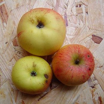 Apfelbaum, Winterapfel "Stina Lohmann"