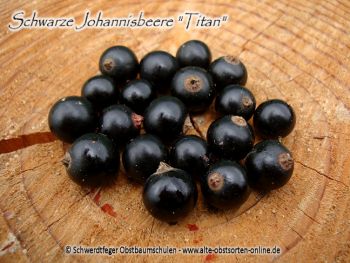 Schwarze Johannisbeere "Titan" ...Johannisbeersorte in Buschform/Strauchform