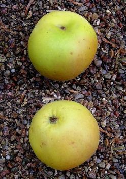 Apfelbaum, Winterapfel "Winterbanane"