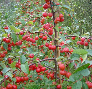 Malus zierapfel