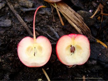 Zierapfelbaum, Zierapfel "Red Sentinel" - dekorative Zierapfelsorte!