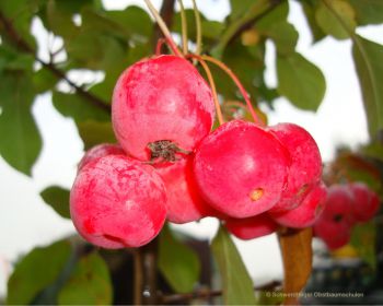 Zierapfelbaum, Zierapfel "Red Sentinel" - dekorative Zierapfelsorte!