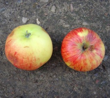 Apfelsorte! Apfelsorten Obstbaum-Shop! Herbstapfel - alte Alte \'James Obstsorten, www.alte-obstsorten-online.de alte Ihr Apfelbaum, Grieve\' - -