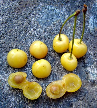 Alte Obstsorten, alte Apfelsorten - Ihr Obstbaum-Shop!  www.alte-obstsorten-online.de - Kirschbaum, Süßkirsche 'Dönissens Gelbe  Knorpelkirsche' - Kirsche