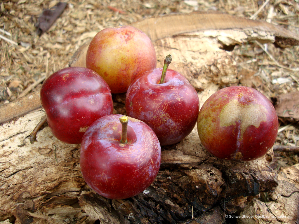 Alte Obstsorten, alte Apfelsorten Ihr www.alte