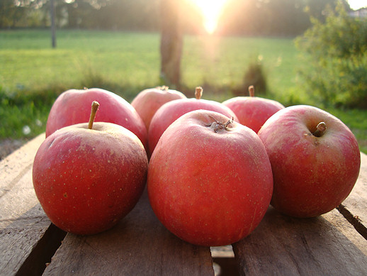 Alte Obstsorten, alte Apfelsorten \'Roter Apfelbaum, Ihr alte - - Herbstapfel Cox\' Apfelsorte! www.alte-obstsorten-online.de Obstbaum-Shop! Holsteiner 