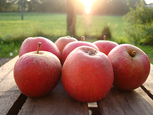 Alte Obstsorten, alte Apfelsorten - Ihr Obstbaum-Shop!  www.alte-obstsorten-online.de - Apfelbaum, Herbstapfel 'Roter Holsteiner Cox'  - alte Apfelsorte!