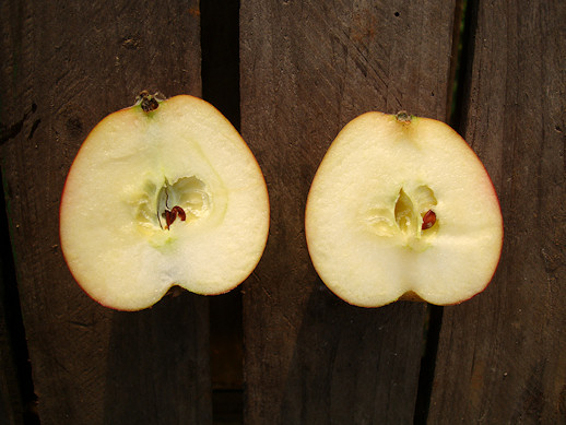 Alte Obstsorten, alte Apfelsorten - Ihr Obstbaum-Shop!  www.alte-obstsorten-online.de - Apfelbaum, Herbstapfel 'Roter Holsteiner Cox'  - alte Apfelsorte!