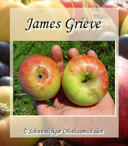 Alte Obstsorten, alte Apfelsorten - Ihr Obstbaum-Shop!  www.alte-obstsorten-online.de - Apfelbaum, Herbstapfel 'James Grieve' -  alte Apfelsorte!