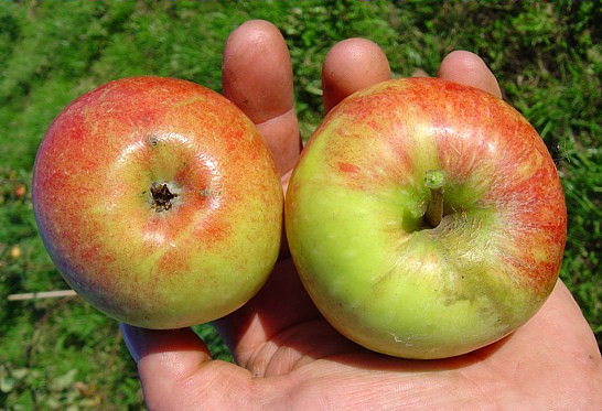 Alte Obstsorten, alte Apfelsorten - Ihr Obstbaum-Shop!  www.alte-obstsorten-online.de - Apfelbaum, Herbstapfel \'James Grieve\' -  alte Apfelsorte!