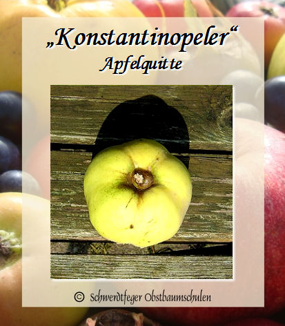 Alte Obstsorten, alte Apfelsorten - Ihr Obstbaum-Shop!  www.alte-obstsorten-online.de - Quittenbaum, Apfelquitte \'Konstantinopeler  Apfelquitte\' - Quitte