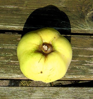 Alte Obstsorten, alte Apfelsorten - Ihr Obstbaum-Shop!  www.alte-obstsorten-online.de - Quittenbaum, Apfelquitte \'Konstantinopeler  Apfelquitte\' - Quitte
