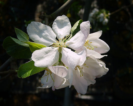 Alte Obstsorten, alte Apfelsorten Sternrenette\' Obstbaum-Shop! \'Rote - Ihr - Apfelbaum, www.alte-obstsorten-online.de - Herbstapfel Apfelsorte! alte