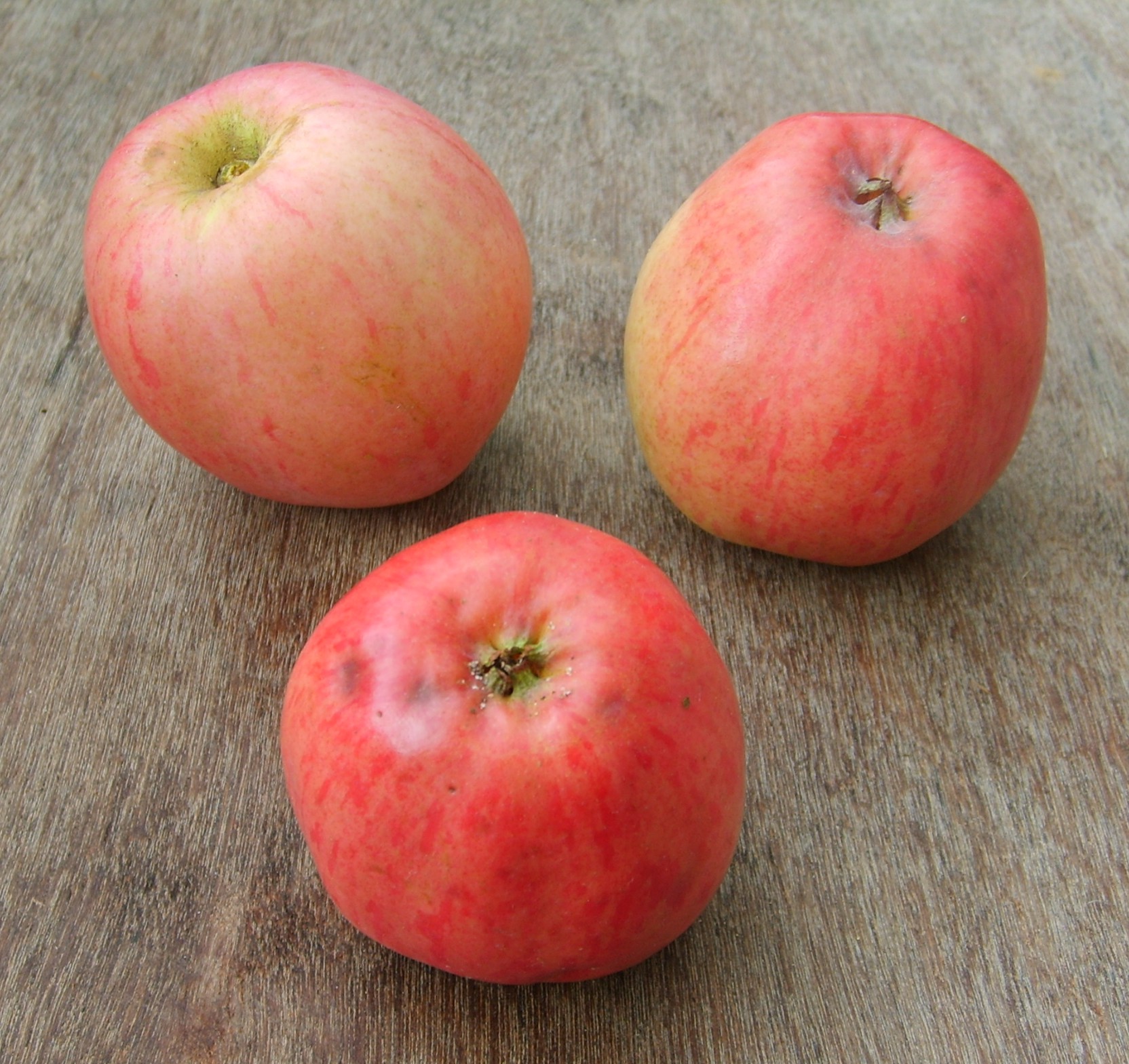 Alte Obstsorten, alte Apfelsorten - Ihr Obstbaum-Shop!  www.alte-obstsorten-online.de - Sommerapfel-Apfelbaum ´Roter Klarapfel´  (Augustapfel) - Apfelsorten direkt aus der Obstbaumschule!