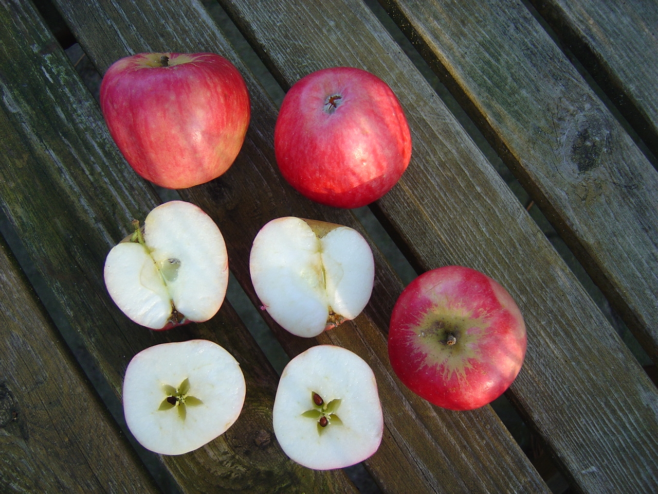 Alte Obstsorten, alte Apfelsorten - Ihr Obstbaum-Shop!  www.alte-obstsorten-online.de - Sommerapfel-Apfelbaum ´Roter Klarapfel´  (Augustapfel) - Apfelsorten direkt aus der Obstbaumschule!